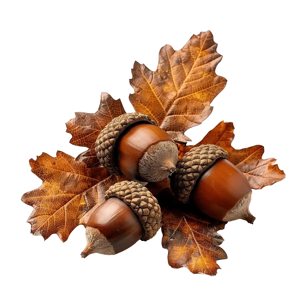 Glands et feuilles de chêne d'automne, symboles du terroir bourbonnais qui inspire la cuisine du restaurant Pavillon la Futaie à Braize